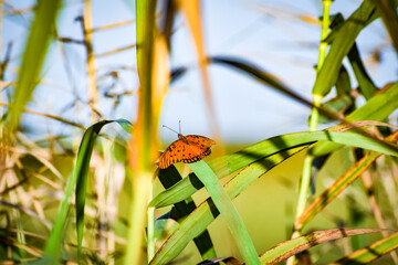 Orange butterfly aka argraulis vanillae in the grass