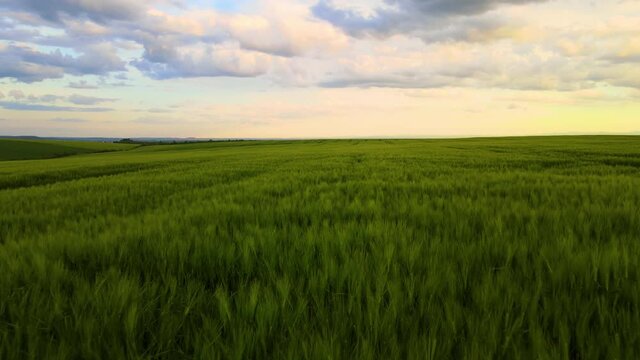 Aerial landscape view of green cultivated agricultural fields with growing crops on bright summer evening.