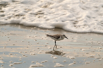 Sandpiper foraging in the surf at Jeckle Island Beach in Georgia.