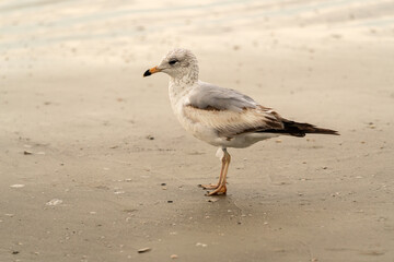 Laughing gulls wading in surf at Jeckle Island Beach in Georgia.