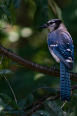 Blue bird on branch