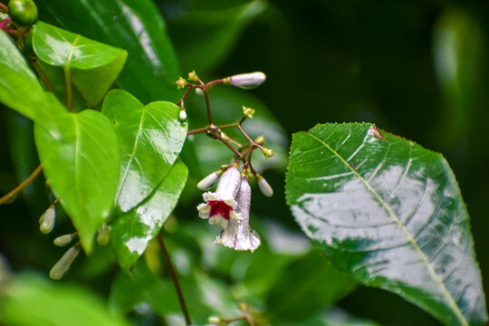 tiny flowers of a Stinkvine in the wild