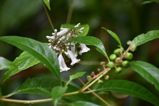 tiny flowers of a Stinkvine in the wild