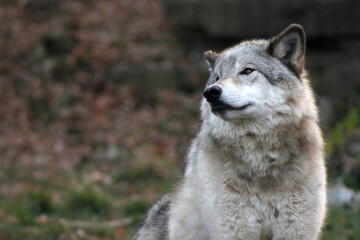 Gentle, fluffy looking wolf tilts its head up, showing off its beautiful side profile against a blurry Autumn background.