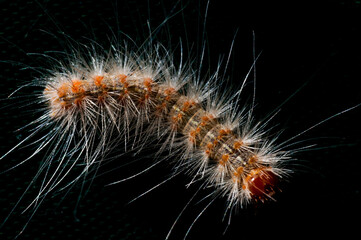 close up of a caterpillar
