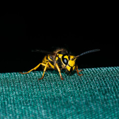 macro of a wasp