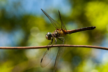 close up of a dragonfly