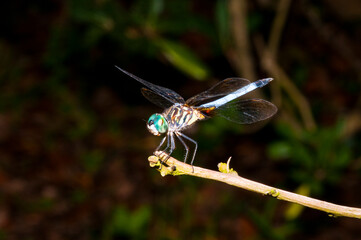 blue dragonfly on a twig