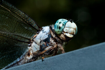 close up of a dragonfly