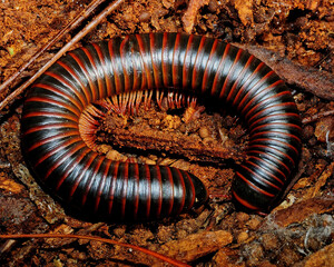 close up of a millipede