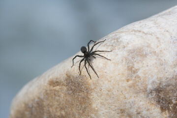 small black spider on a rock