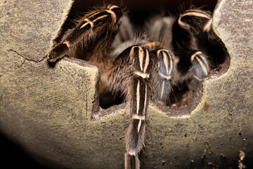 the tarantula