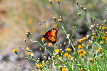 butterfly on flower