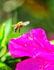 bee on a flower