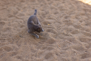 Small gray and white kitten burying its excrements outdoors. Feline cleanliness. A cat sniffing and...