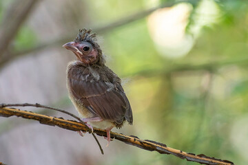 Newly Fledged Baby Cardinal Perched on a tree branch