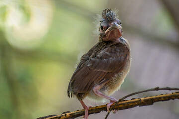 Newly Fledged Baby Cardinal Perched on a tree branch