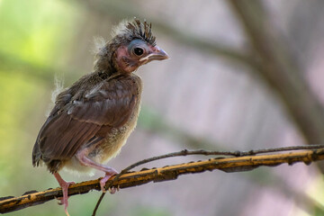 Newly Fledged Baby Cardinal Perched on a tree branch