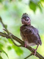 Newly Fledged Baby Cardinal Perched on a tree branch