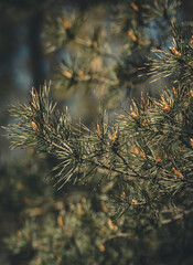 Las wiosną © Dominik