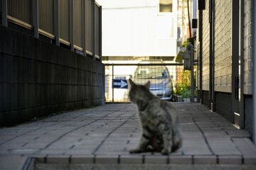 野良猫