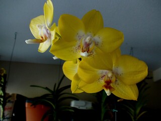 planta flor orquídea
