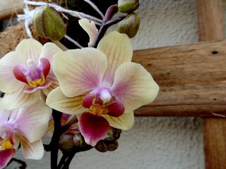 planta flor orquídea