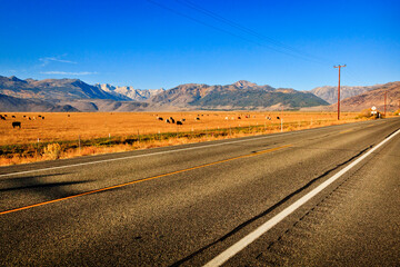 Bridgeport Valley cattle, Sierra Nevada, California, USA