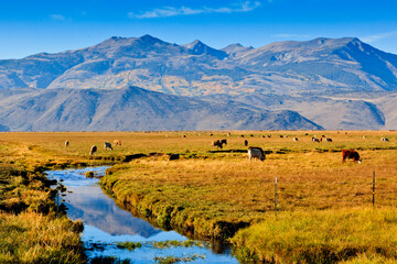 Bridgeport Valley cattle, Sierra Nevada, California, USA © Julie
