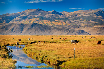 Bridgeport Valley cattle, Sierra Nevada, California, USA © Julie