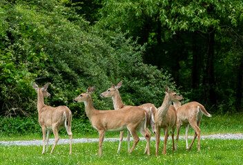 Naklejka na ściany i meble White Tailed Deer grazing in the grass in Rome Georgia at wooded wildlife sanctuary. 