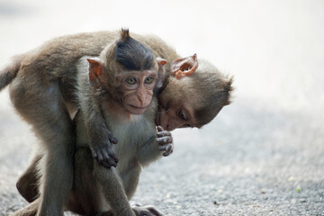 可愛いサル