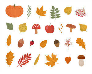 Autumn natural elements collection. Set of autumn attributes. Autumn leaves, berries, mushrooms, pumpkin, acorns isolated on white background. Vector illustration