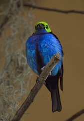 This image shows a beautiful wild Paradise Tanager (Tangara chilensis) bird perched on a branch.