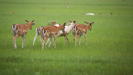 Naklejka na ściany i meble A herd of young deer is walking across the field.