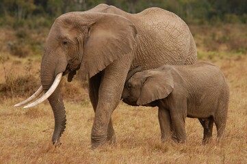 Fototapeta na wymiar Elephant family living in Masai Mara, Kenya