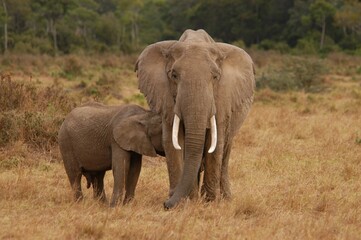 Fototapeta na wymiar Elephant family living in Masai Mara, Kenya