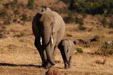 Elephant family living in Masai Mara, Kenya