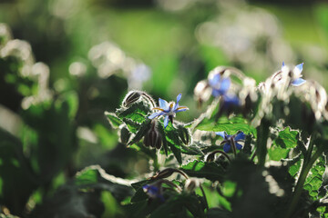 Borage plant growing in vegetable garden in golden afternoon light