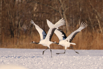 二羽のタンチョウ鶴が雪原から飛び立とうと滑走している