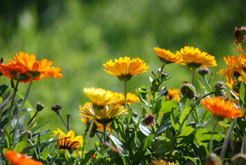 Beautiful orange and yellow flowers in spring against a green background in Adelaide, South Australia