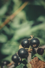 Blackcurrant berries on the bush close-up. Vegetable garden. The midday light of the sun. Toning.