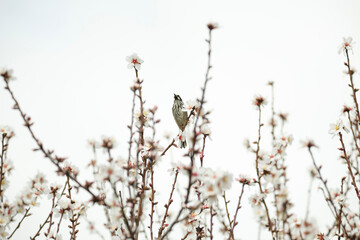New Holland honey eater bird on an almond tree in blossom in south Australia