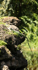 Green Iguana lizard also called Iguana iguana suns