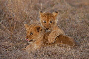 Lion baby living in Masai Mara, Kenya