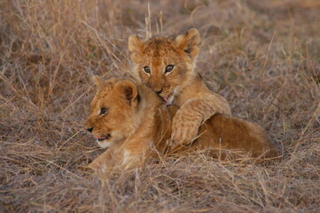 Lion baby living in Masai Mara, Kenya