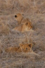 Fototapeta na wymiar Lion baby living in Masai Mara, Kenya