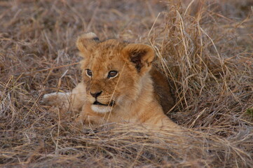Lion baby living in Masai Mara, Kenya