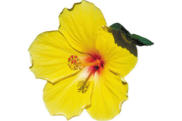Hibiscus Yellow with Red Eye Side Tilt