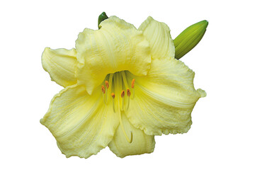 Hyperion Daylily with new Buds